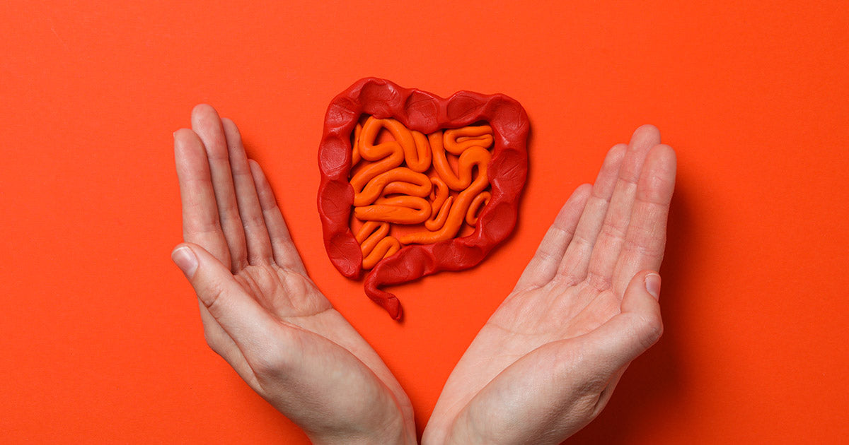 Hands holding intestine model symbolizing gut health