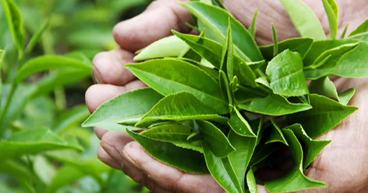 Hands holding freshly picked green tea leaves.