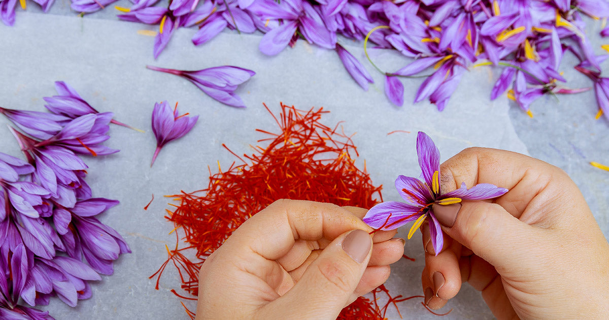 Hands plucking saffron stigmas from crocus flowers