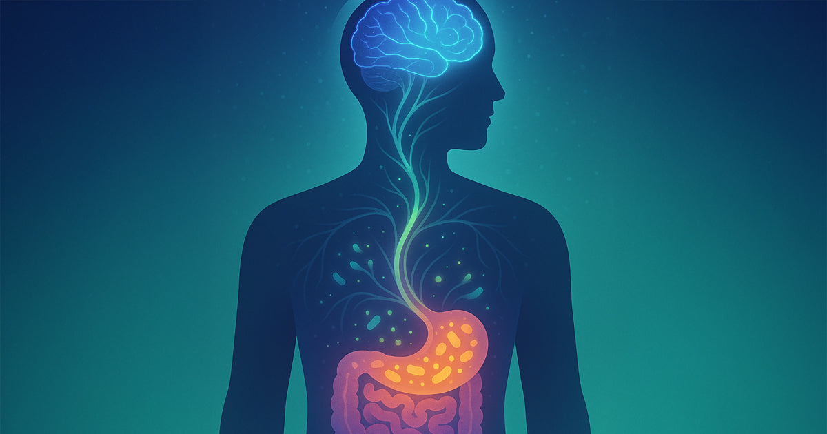 Your Gut's Secret Language: How Stress Rewrites Your Brain's Blueprint