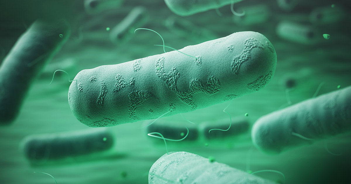 close-up of probiotic bacteria supporting gut-brain health