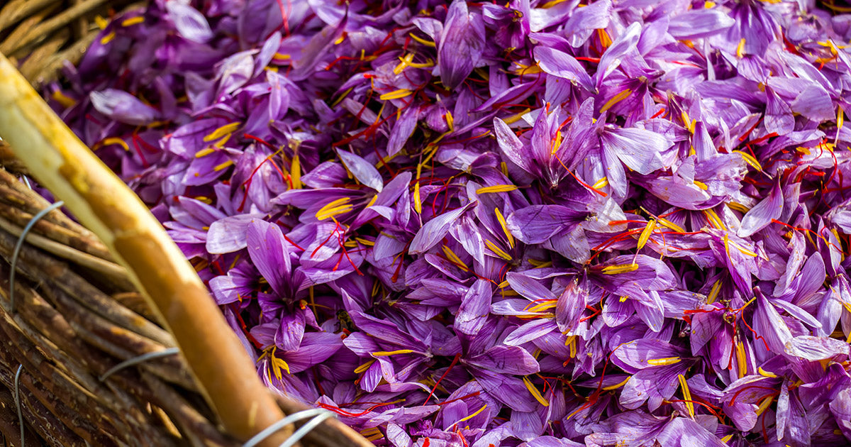Fresh saffron flowers used for mood-enhancing supplements.